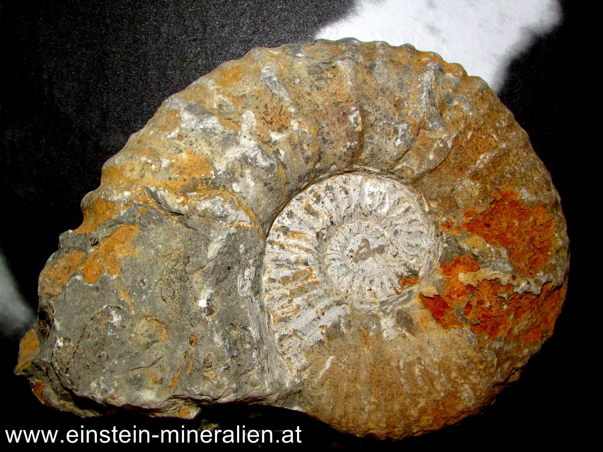 Ammonit 1,775kg